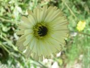 2008-03-28-035-Lemon-daisy