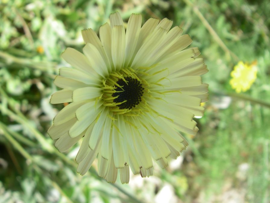 2008-03-28-035-Lemon-daisy