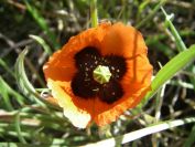 2008-03-28-036-Papaver-rhoeas