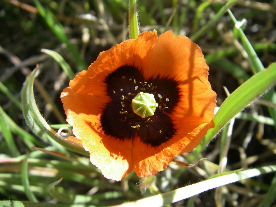 2008-03-28-036-Papaver-rhoeas