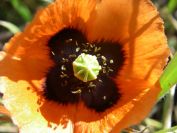 2008-03-28-037-Papaver-rhoeas