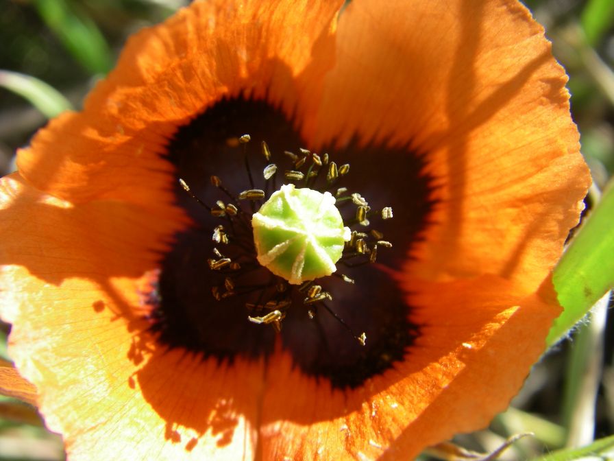 2008-03-28-037-Papaver-rhoeas