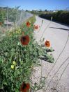 2008-03-28-038-Papaver-rhoeas