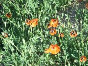 2008-03-28-039-Papaver-rhoeas