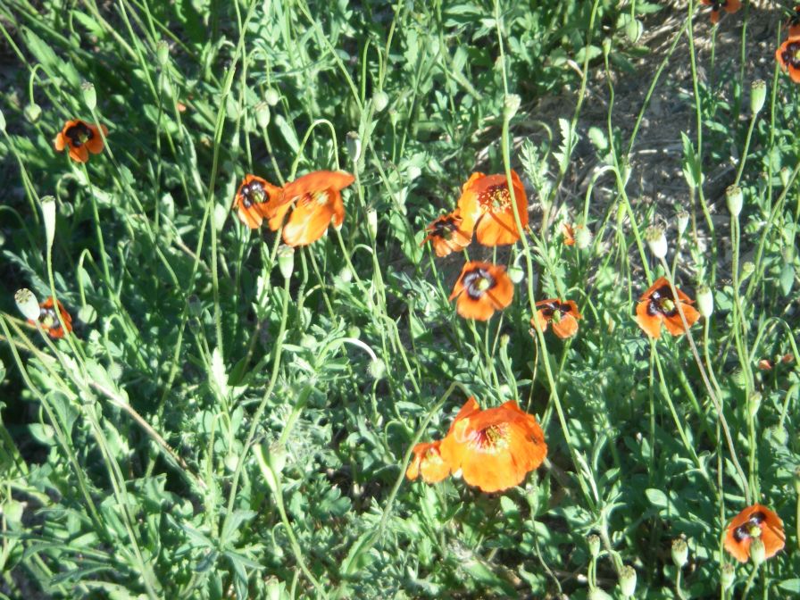 2008-03-28-039-Papaver-rhoeas