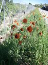 2008-03-28-040-Papaver-rhoeas