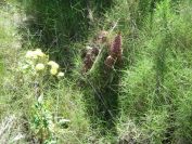 2008-03-28-048-Orobanche