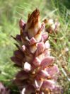 2008-03-28-049-Orobanche