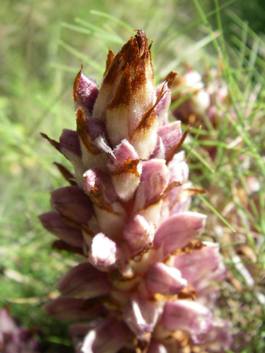 2008-03-28-049-Orobanche