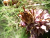 2008-03-28-050-Orobanche