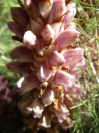 2008-03-28-051-Orobanche