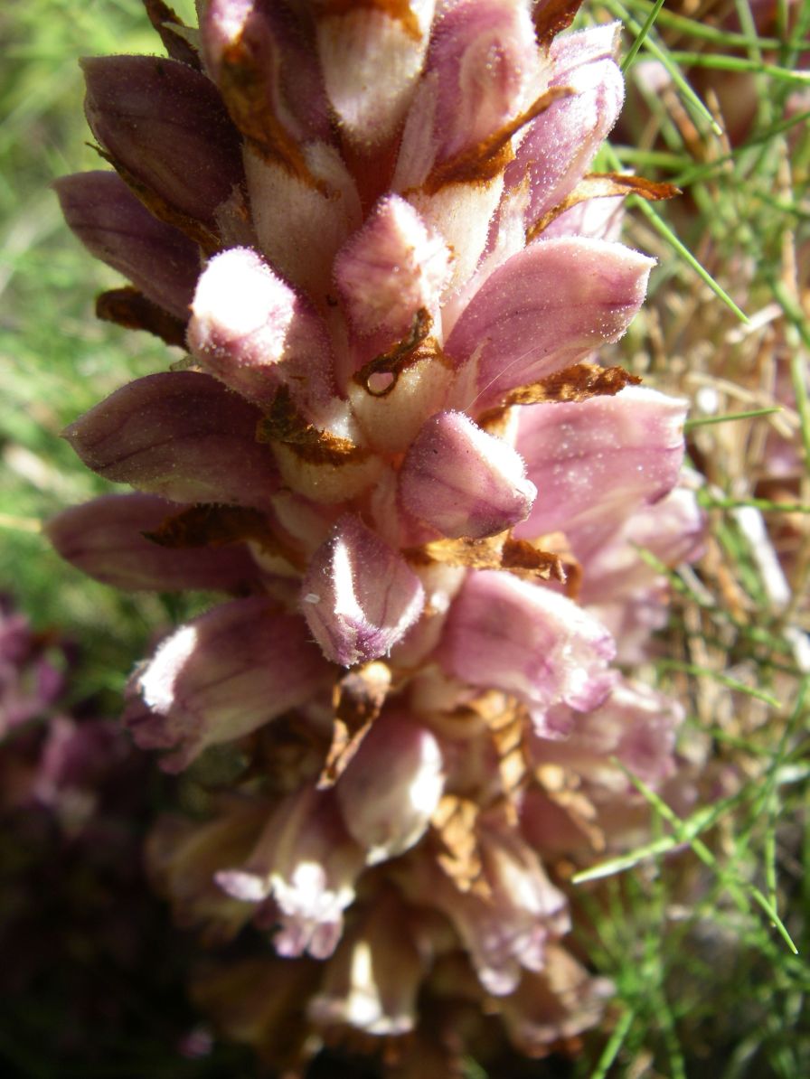 2008-03-28-051-Orobanche