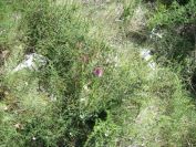 2008-03-28-052-Pyramid-orchid