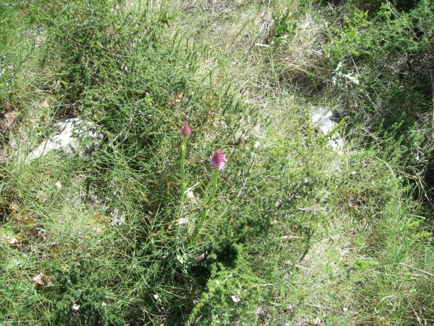2008-03-28-052-Pyramid-orchid