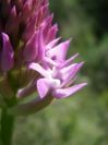 2008-03-28-054-Pyramid-orchid