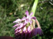 2008-03-28-055-Pyramid-orchid