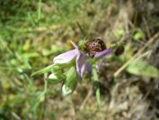 2008-03-28-056-Orchid