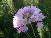 2008-03-28-058-Allium-roseum