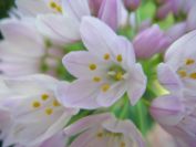 2008-03-28-059-Allium-roseum
