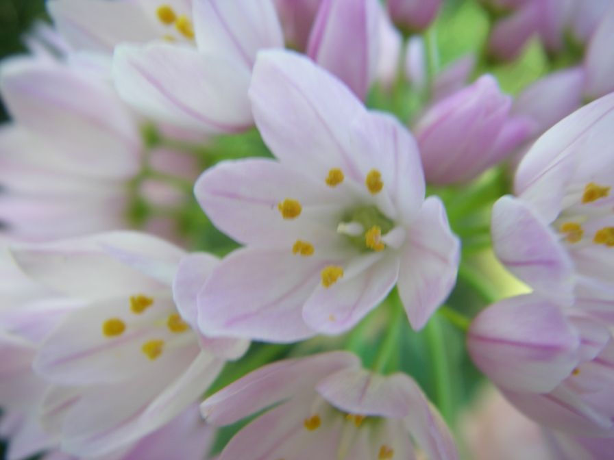 2008-03-28-059-Allium-roseum