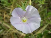 2008-03-29-004-Small-Convolvulus