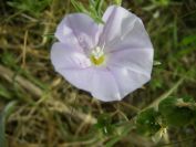 2008-03-29-005-Small-Convolvulus