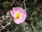 2008-03-29-006-Pink-Helianthemum