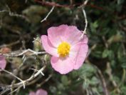 2008-03-29-007-Pink-Helianthemum