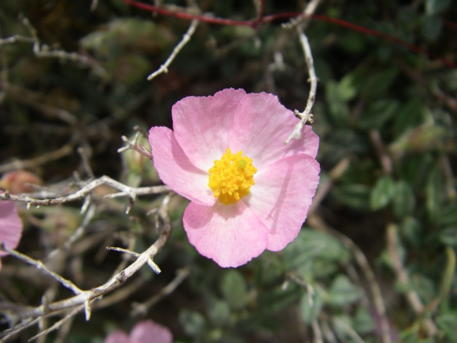 2008-03-29-007-Pink-Helianthemum