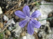2008-03-29-008-Aphyllanthes-monspeliensis