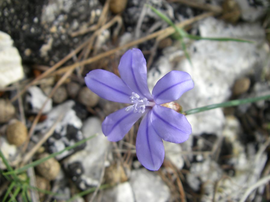 2008-03-29-009-Aphyllanthes-monspeliensis