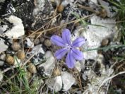 2008-03-29-010-Aphyllanthes-monspeliensis