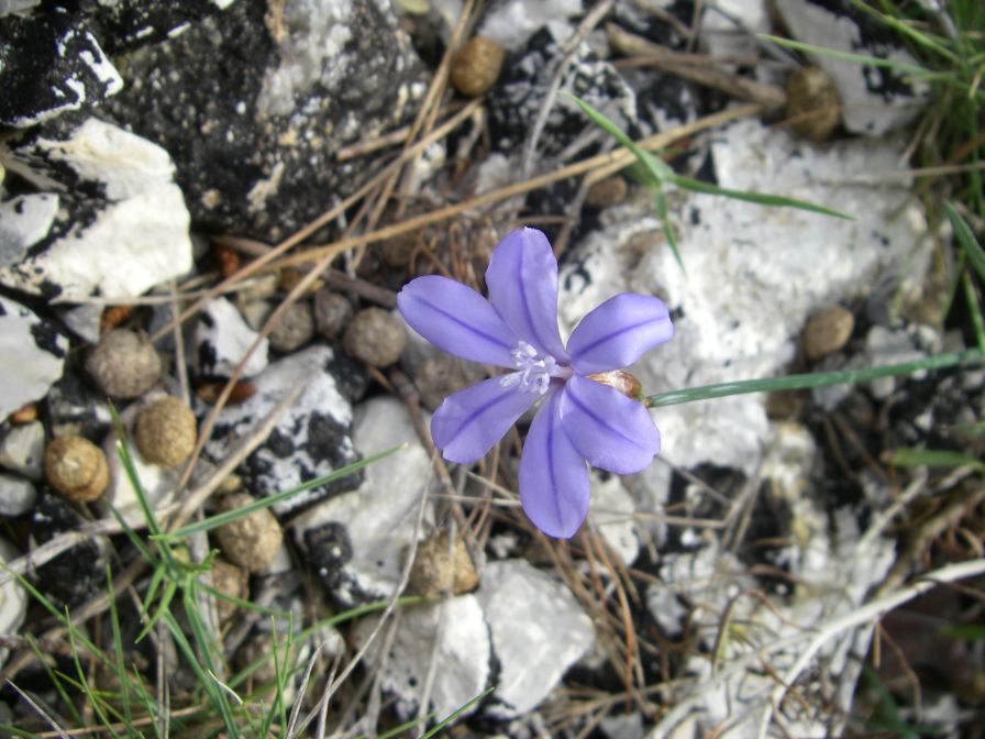 2008-03-29-010-Aphyllanthes-monspeliensis