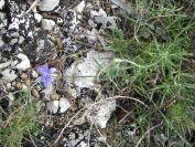 2008-03-29-011-Aphyllanthes-monspeliensis