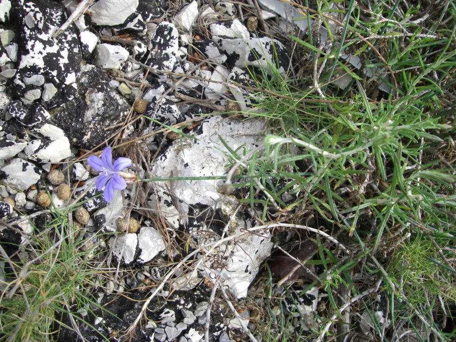 2008-03-29-011-Aphyllanthes-monspeliensis