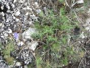 2008-03-29-012-Aphyllanthes-monspeliensis