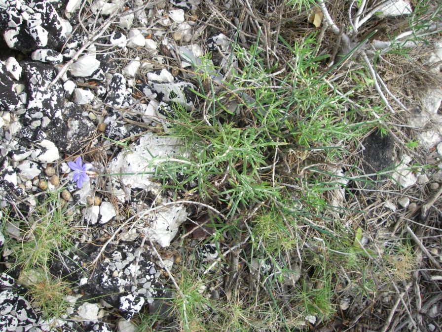 2008-03-29-012-Aphyllanthes-monspeliensis