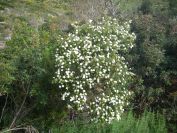 2008-03-29-018-Cistus
