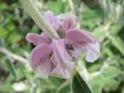 2008-03-29-019-Phlomis