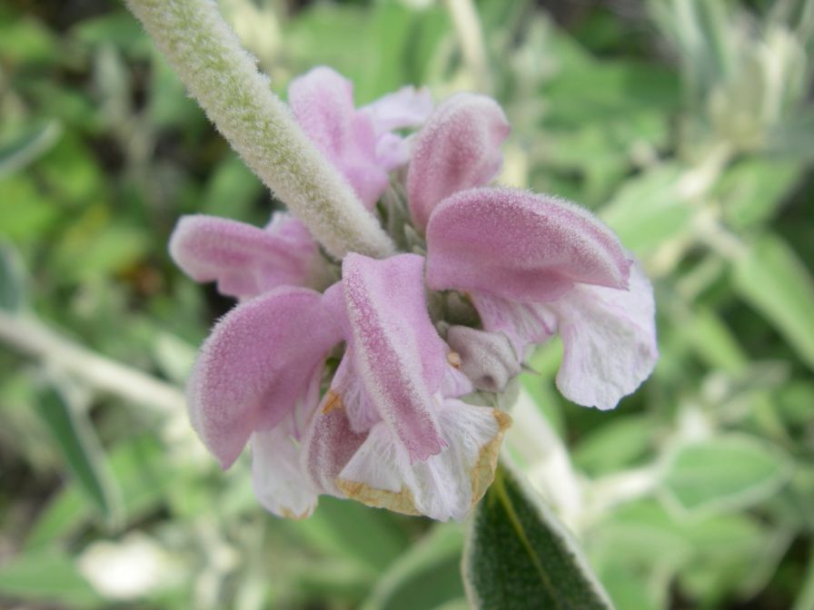2008-03-29-019-Phlomis