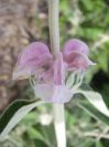 2008-03-29-020-Phlomis