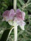 2008-03-29-021-Phlomis