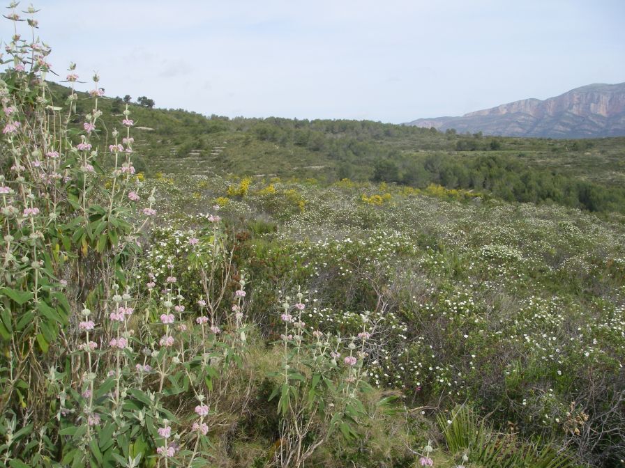 2008-03-29-022-Terrain