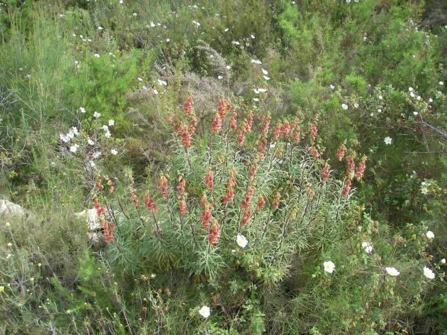2008-03-29-023-Digitalis-obscura
