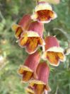 2008-03-29-025-Digitalis-obscura