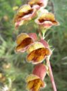 2008-03-29-026-Digitalis-obscura