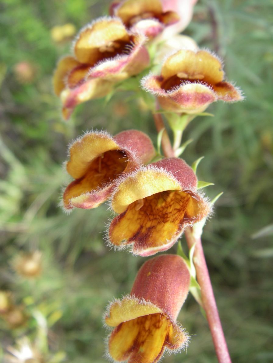 2008-03-29-026-Digitalis-obscura