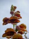 2008-03-29-027-Digitalis-obscura