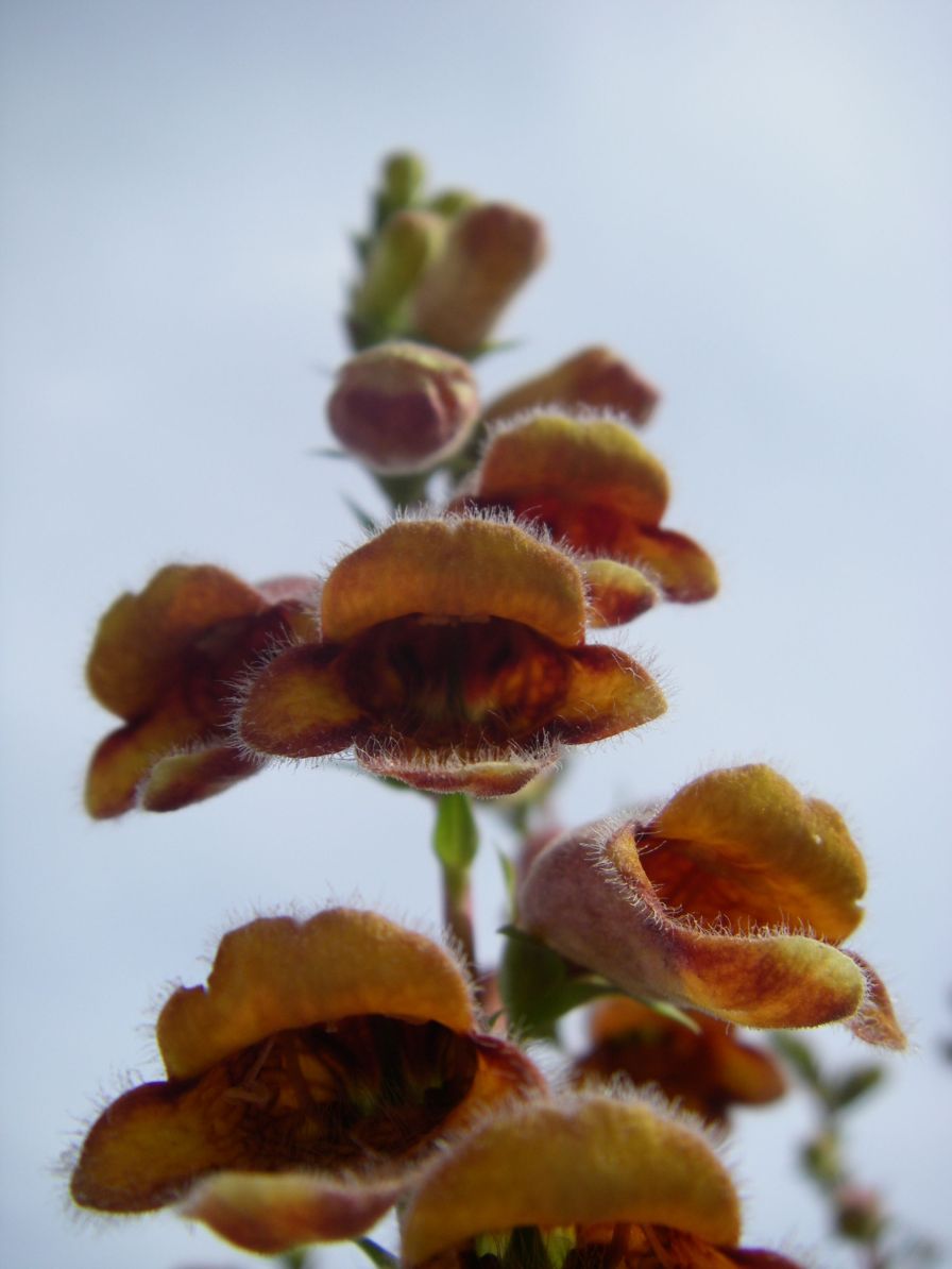 2008-03-29-027-Digitalis-obscura