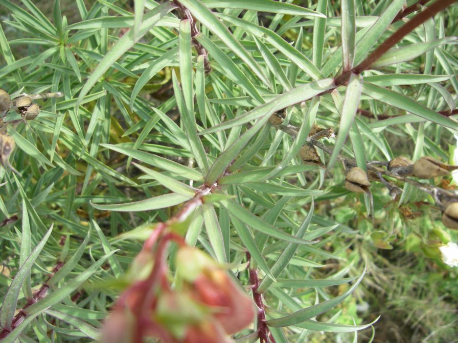 2008-03-29-028-Digitalis-obscura